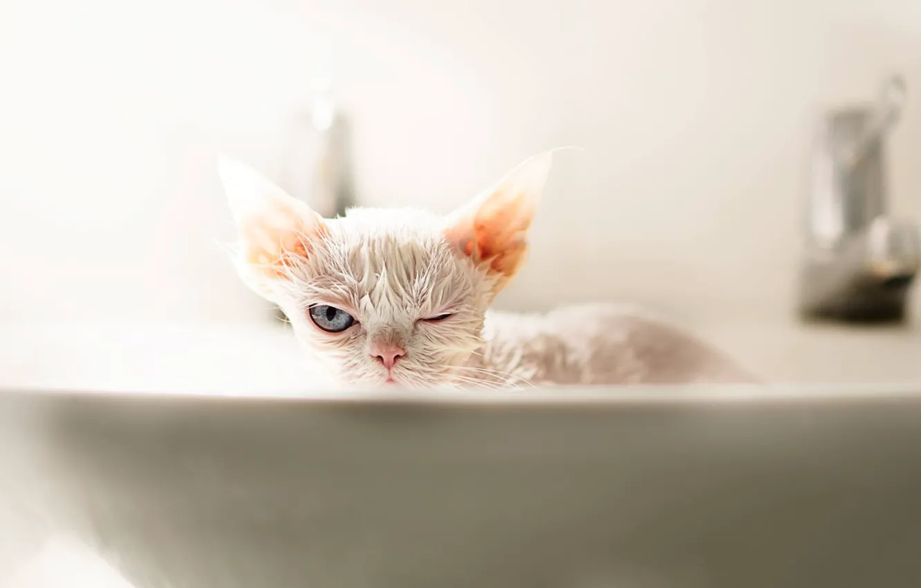 Photo wallpaper look, wet, bathing, muzzle, kitty, cat