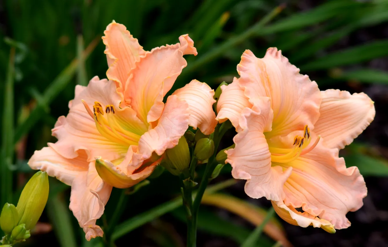 Photo wallpaper macro, Lily, macro, lily