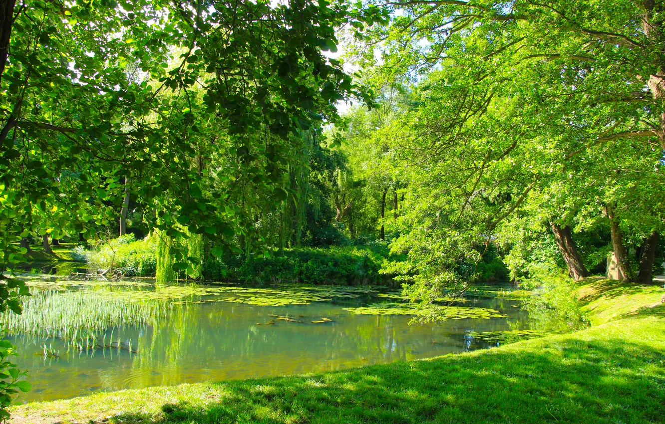 Photo wallpaper water, park, lake, pond
