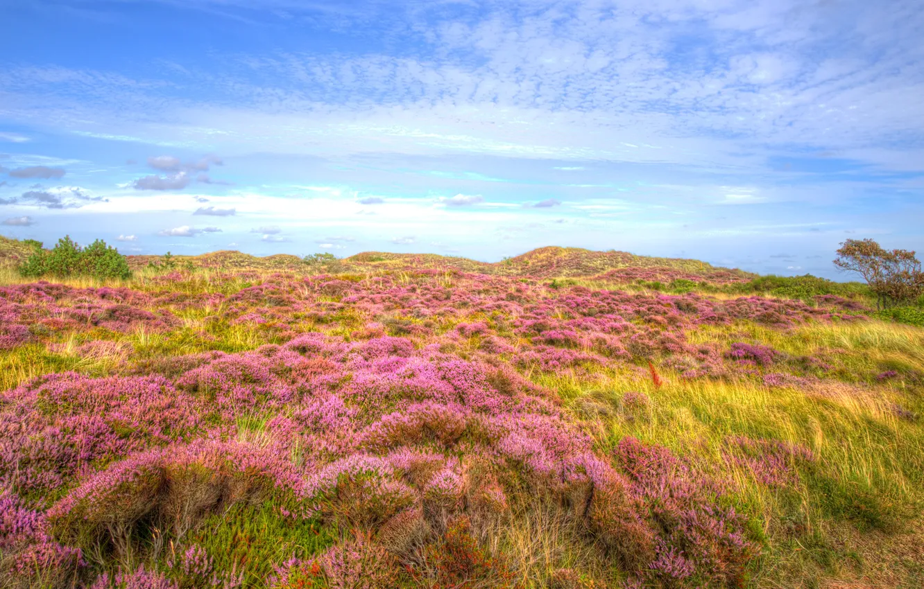 Photo wallpaper field, the sky, grass, clouds, flowers, nature, blue, thickets
