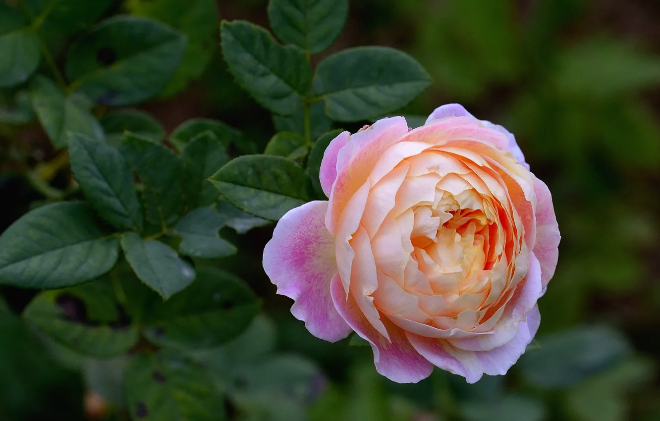 Photo wallpaper roses, pink, buds