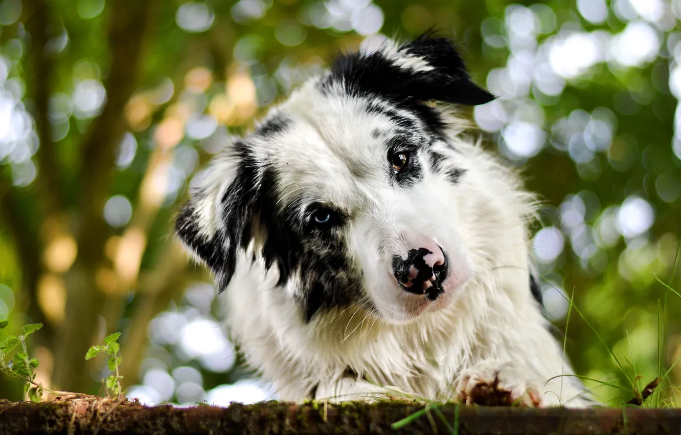 Photo wallpaper look, face, background, portrait, dog, bokeh, Aussie