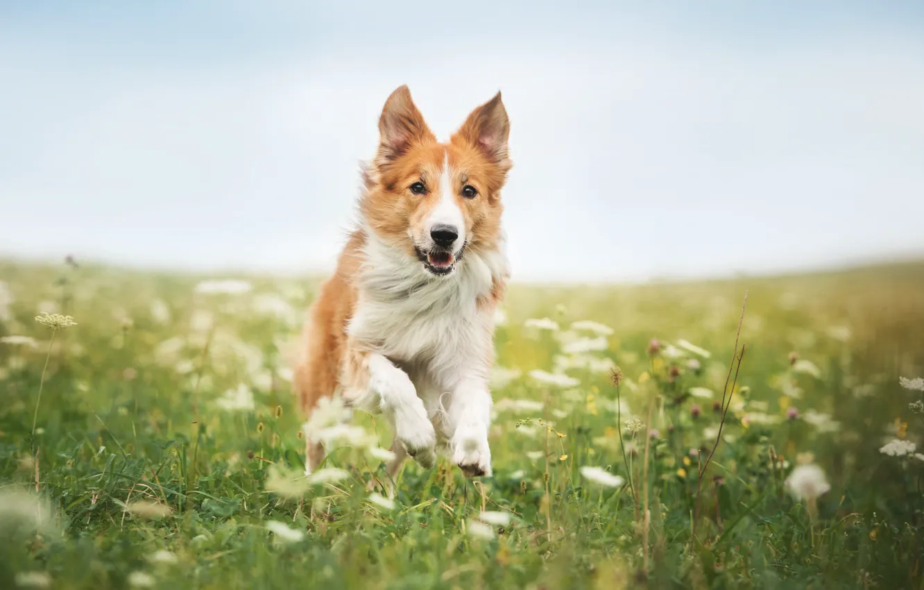 Photo wallpaper grass, animal, dog, running, the border collie