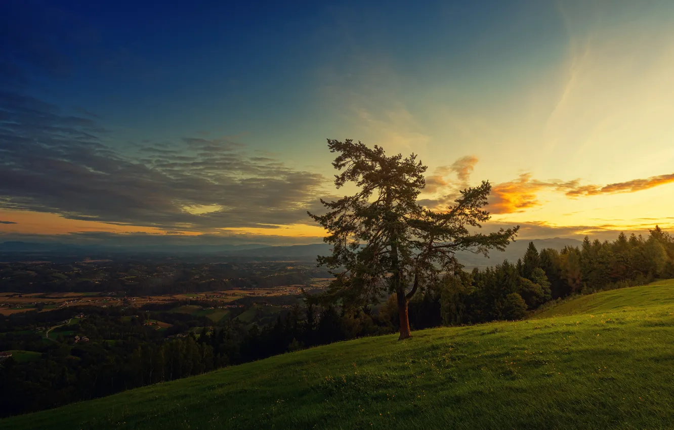 Photo wallpaper trees, hills, slope, mountains, pine, dal, height, forest