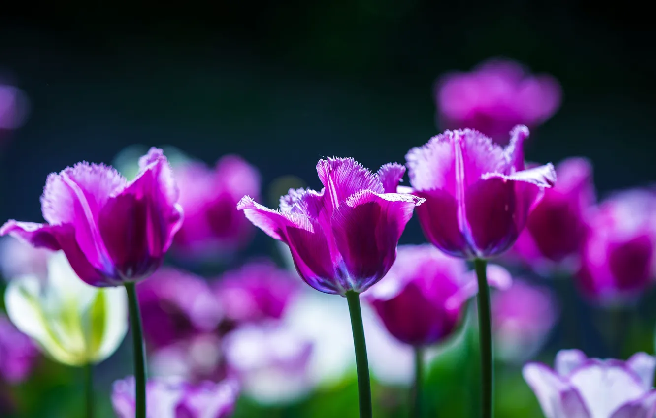Photo wallpaper light, flowers, the dark background, spring, purple, tulips, lilac, bokeh