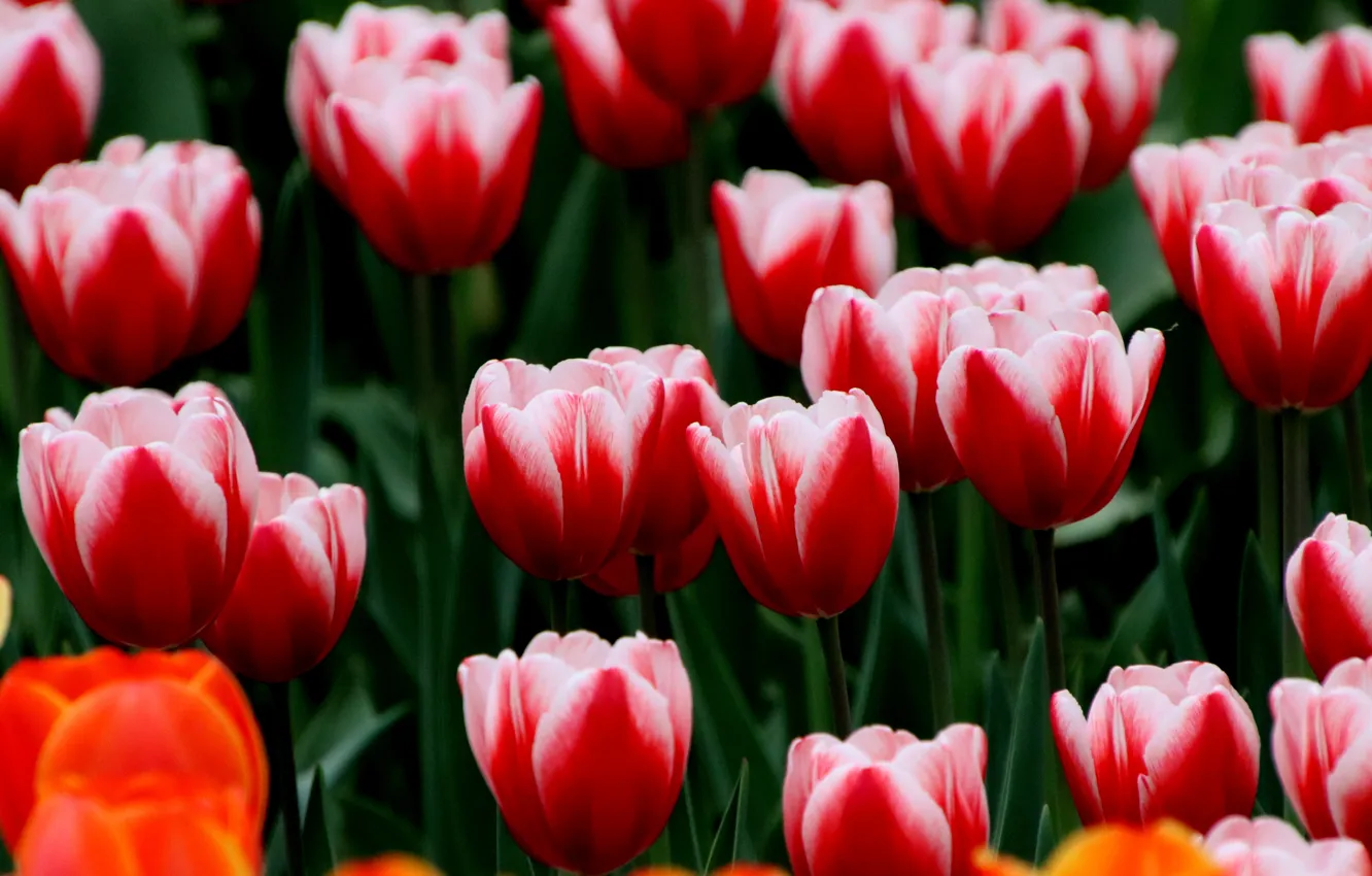 Photo wallpaper flowers, orange, red, spring, tulips, buds, flowerbed, striped
