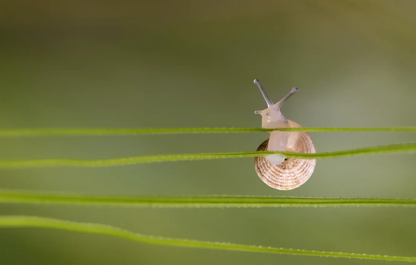 Photo wallpaper grass, snail, leaf, a blade of grass
