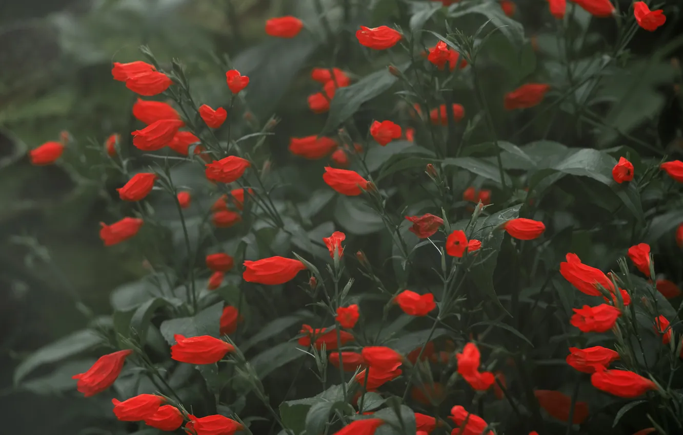 Photo wallpaper leaves, flowers, red, garden, stem, flowerbed, the bushes, a lot