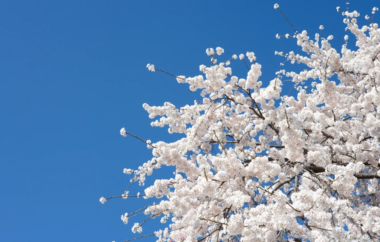 Photo wallpaper the sky, branches, tree, Spring, flowering