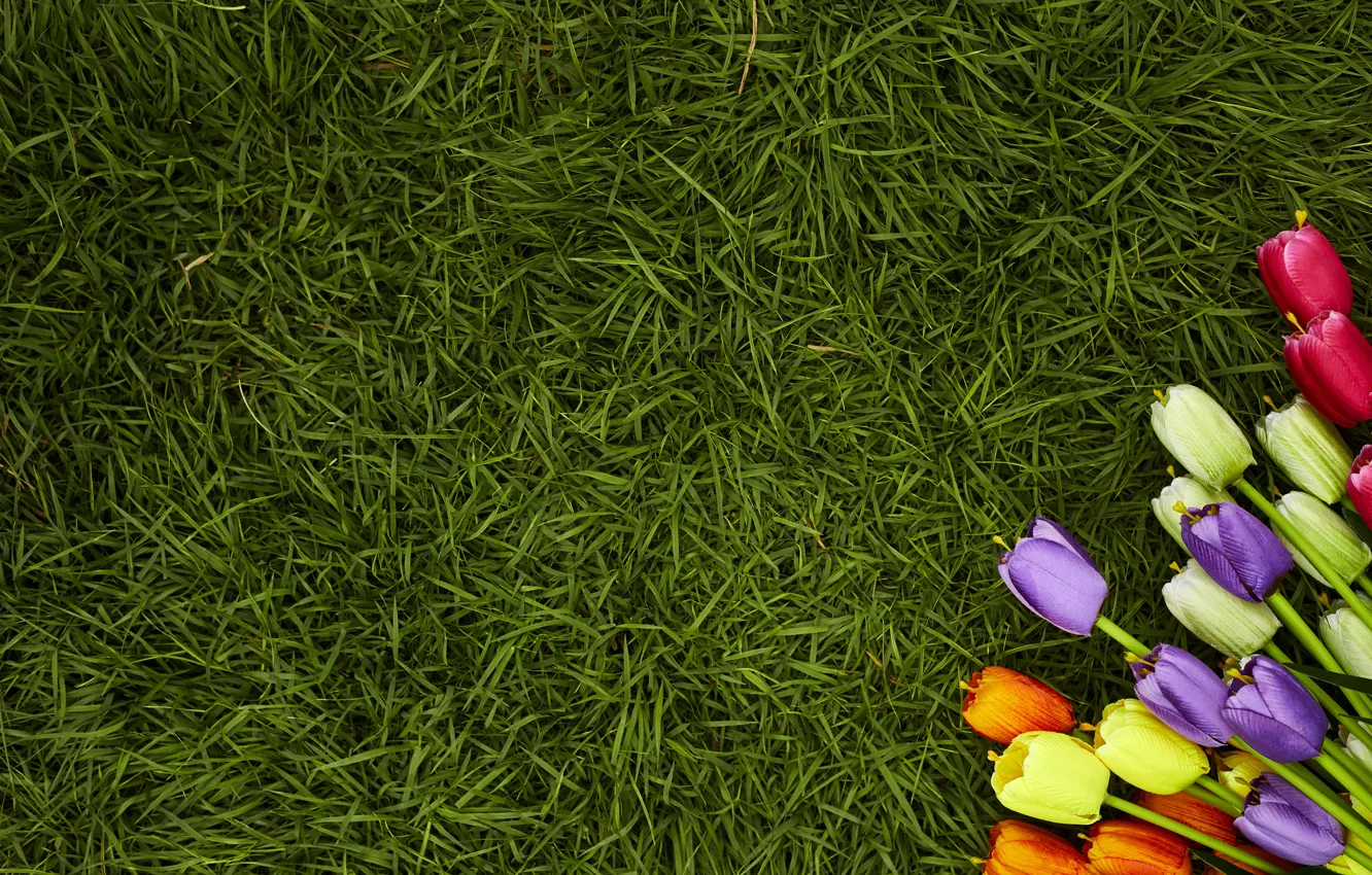 Photo wallpaper grass, flowers, spring, colorful, tulips, flowers, tulips, spring