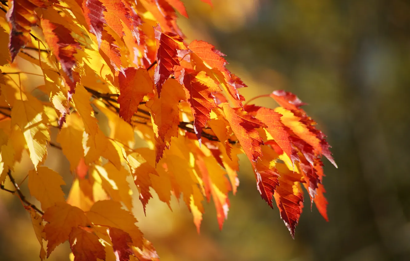 Photo wallpaper autumn, background, color, branch, leaves, lush, graduation
