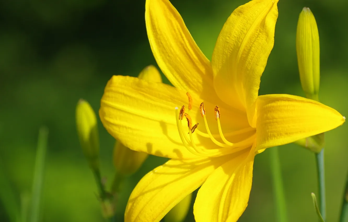 Photo wallpaper macro, macro, yellow Lily, Yellow lily