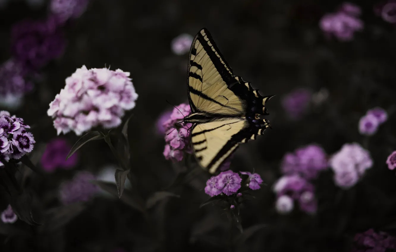 Photo wallpaper macro, flowers, nature, the dark background, butterfly, insect, pink, carnation