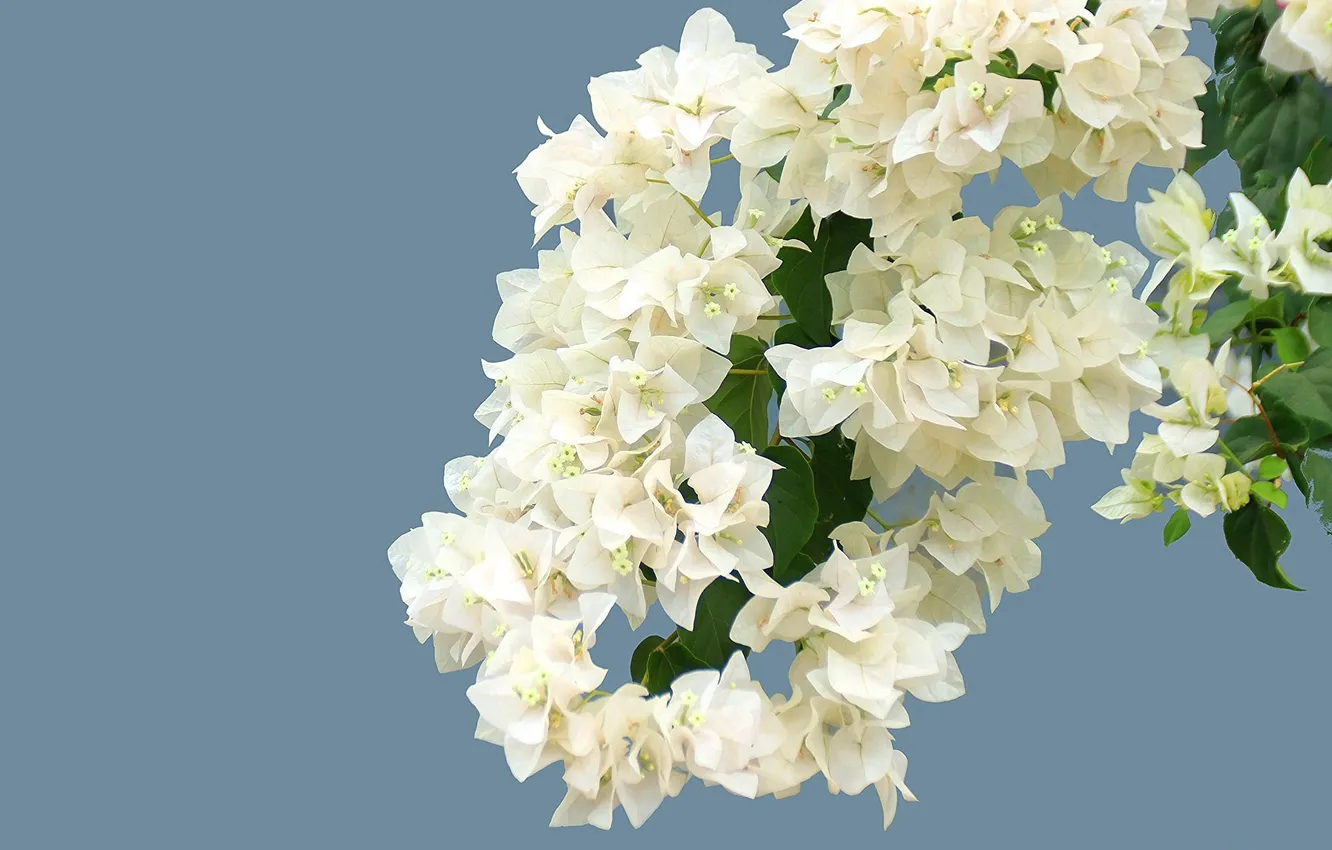 Photo wallpaper flowers, branches, petals, white, blue background, bougainvillea