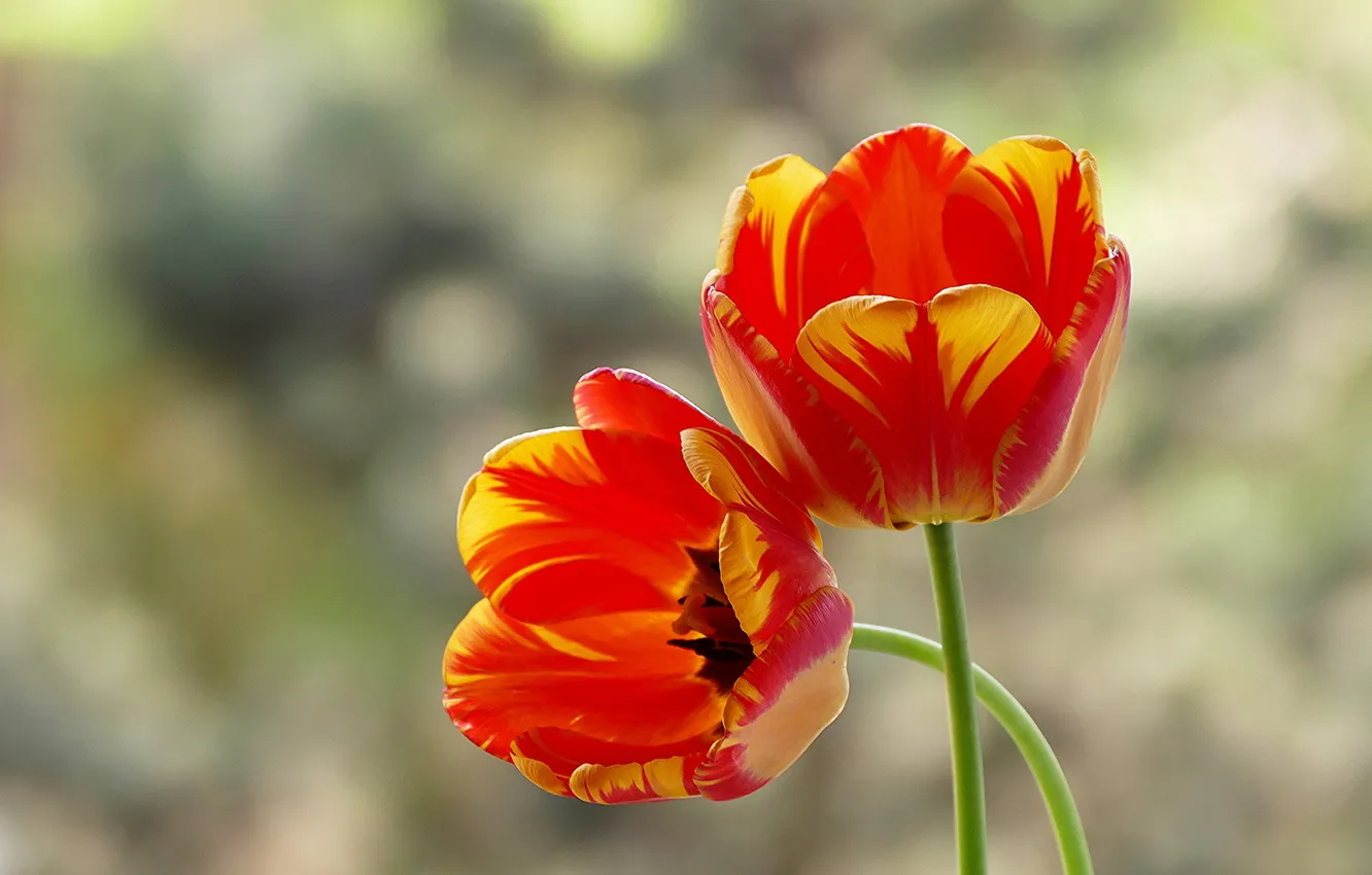 Photo wallpaper flowers, nature, tulips