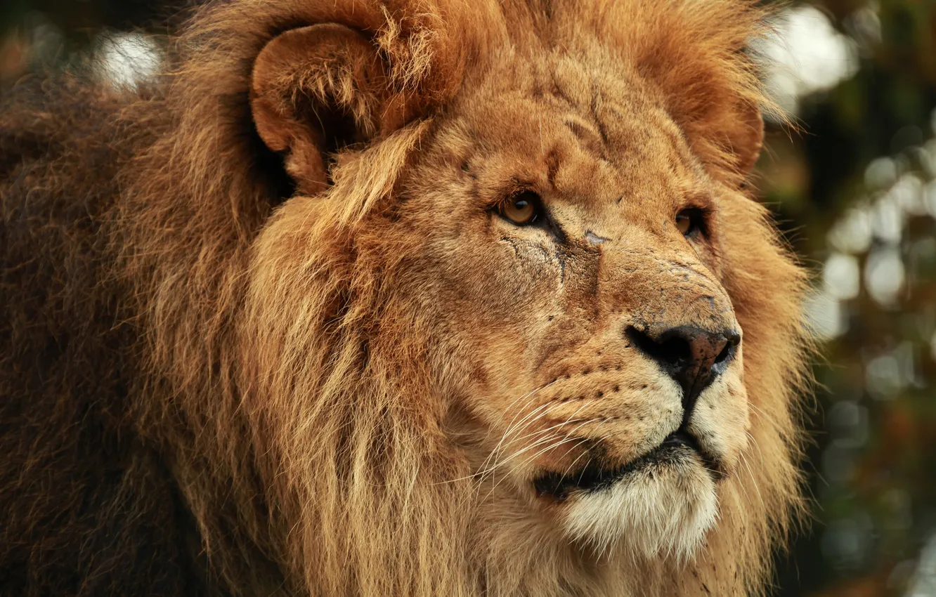 Photo wallpaper cat, look, face, Leo, mane