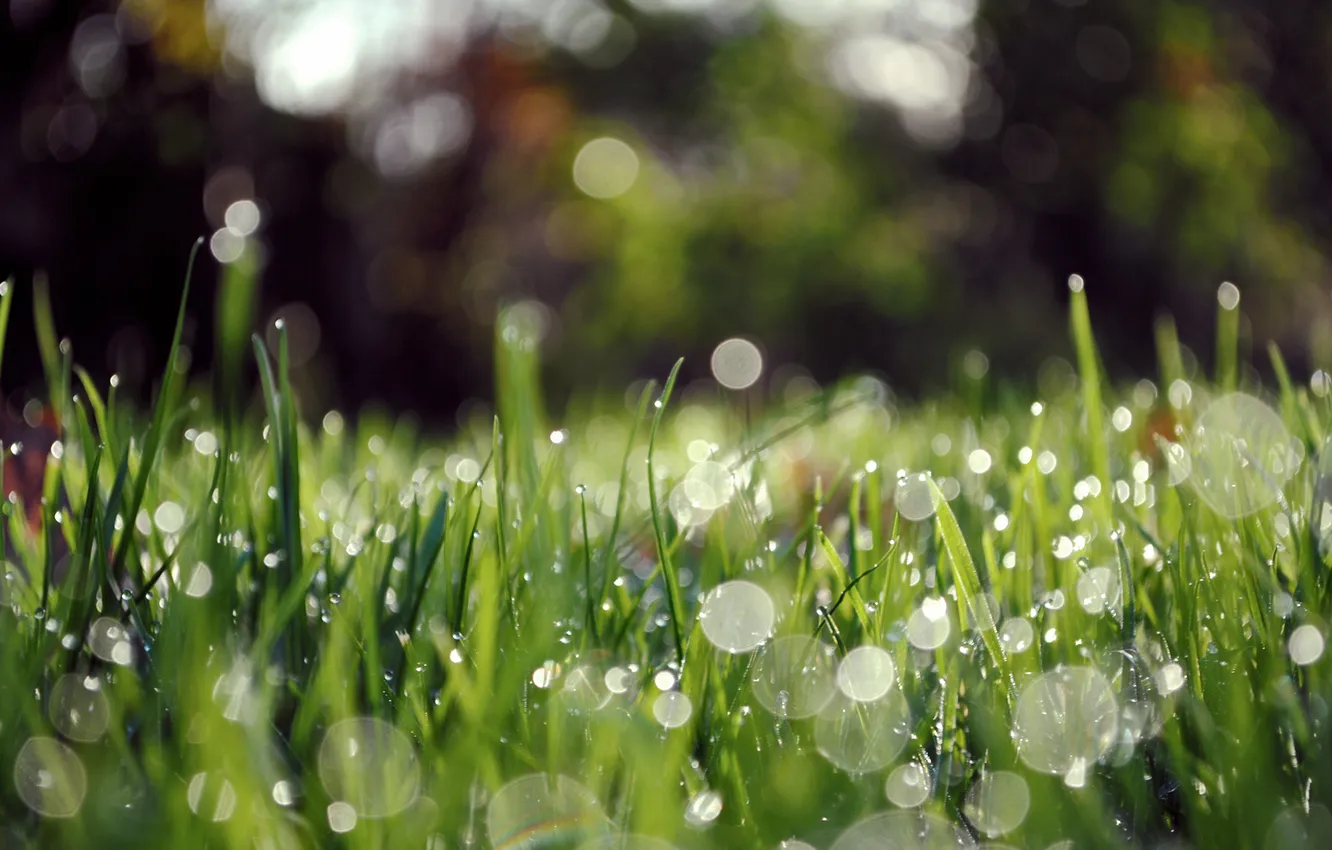 Photo wallpaper grass, drops, macro, Rosa, glare, morning