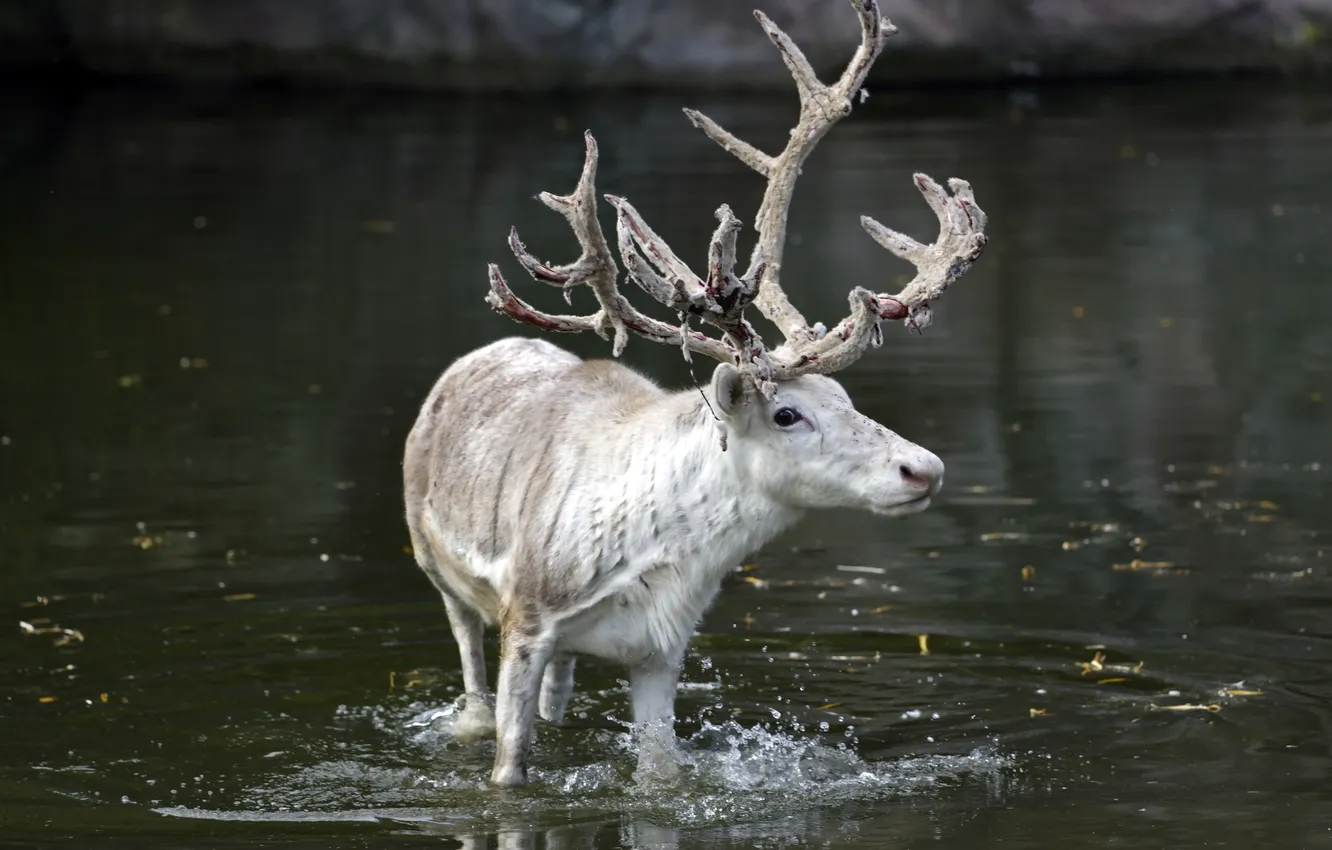 Photo wallpaper water, squirt, deer, pond, North