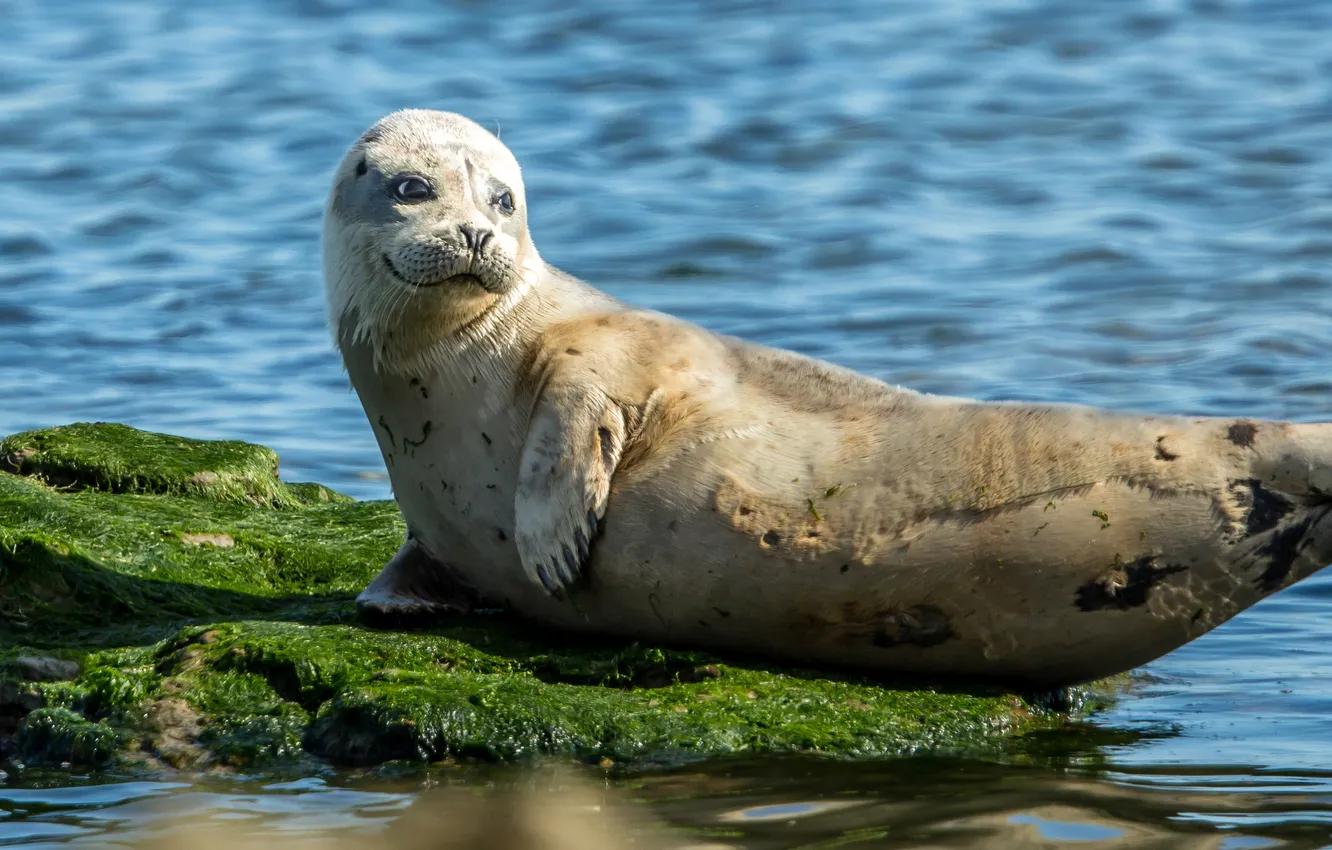 Photo wallpaper sea, look, stones, seal