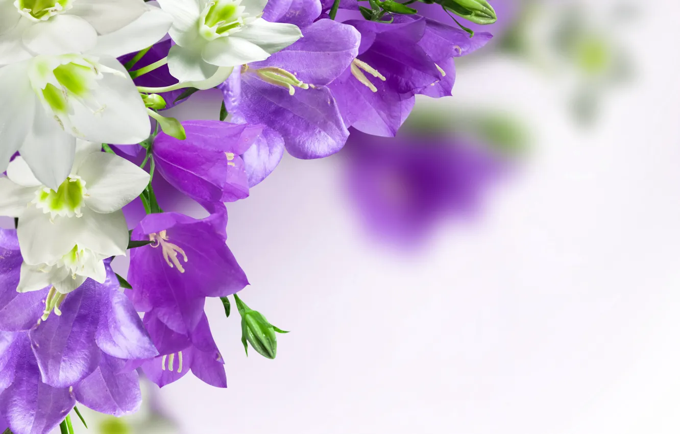 Photo wallpaper flowers, purple, bells, campanula