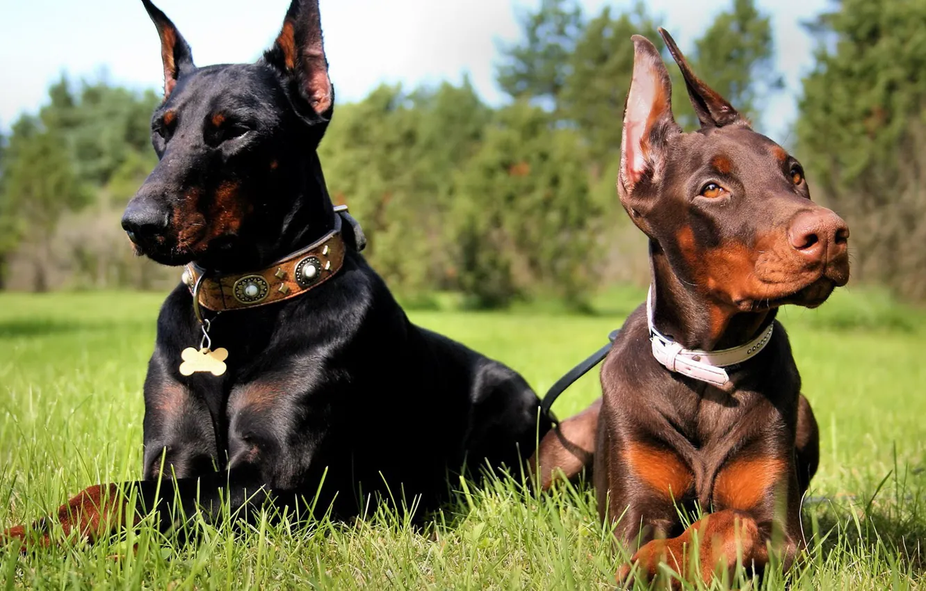 Photo wallpaper grass, brothers, Dobermans, black and tan, acute, brown and tan