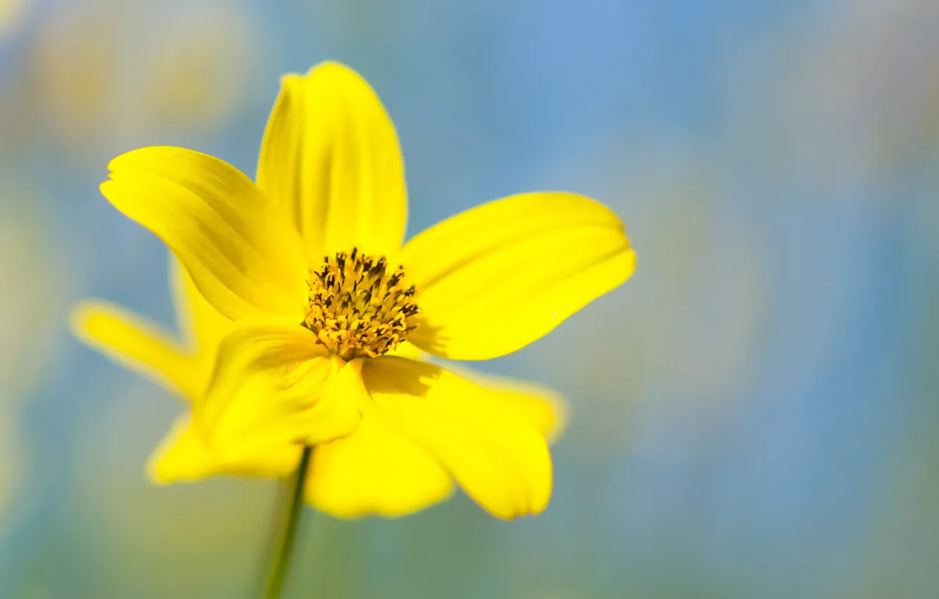 Photo wallpaper flower, yellow, petals