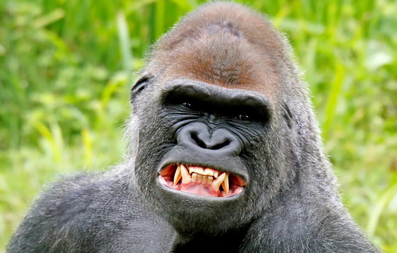 Photo wallpaper smile, gorilla, fangs
