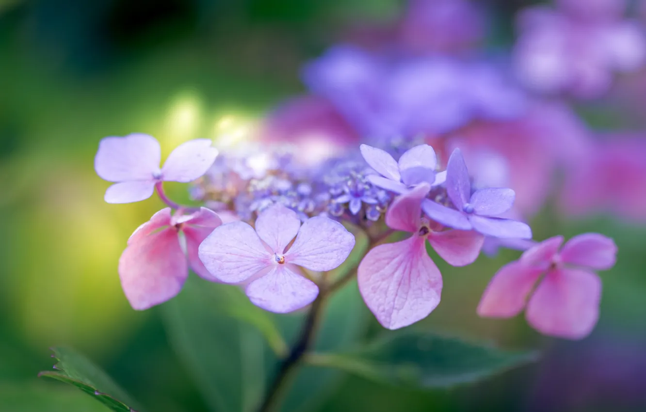 Photo wallpaper macro, bokeh, hydrangea, inflorescence