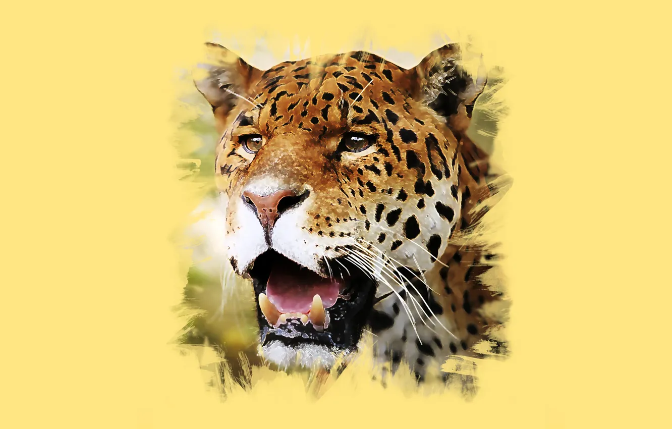 Photo wallpaper face, predator, Jaguar
