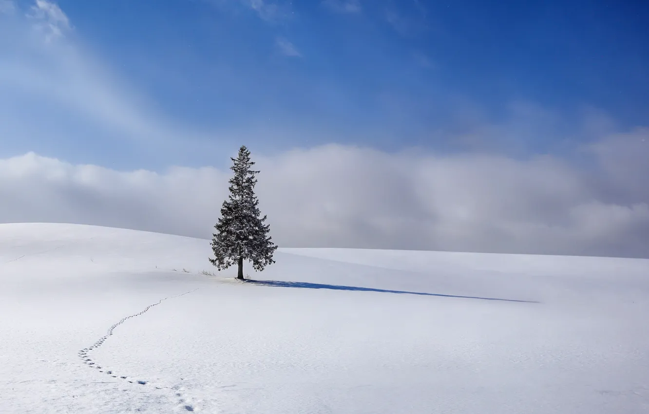 Photo wallpaper winter, snow, tree