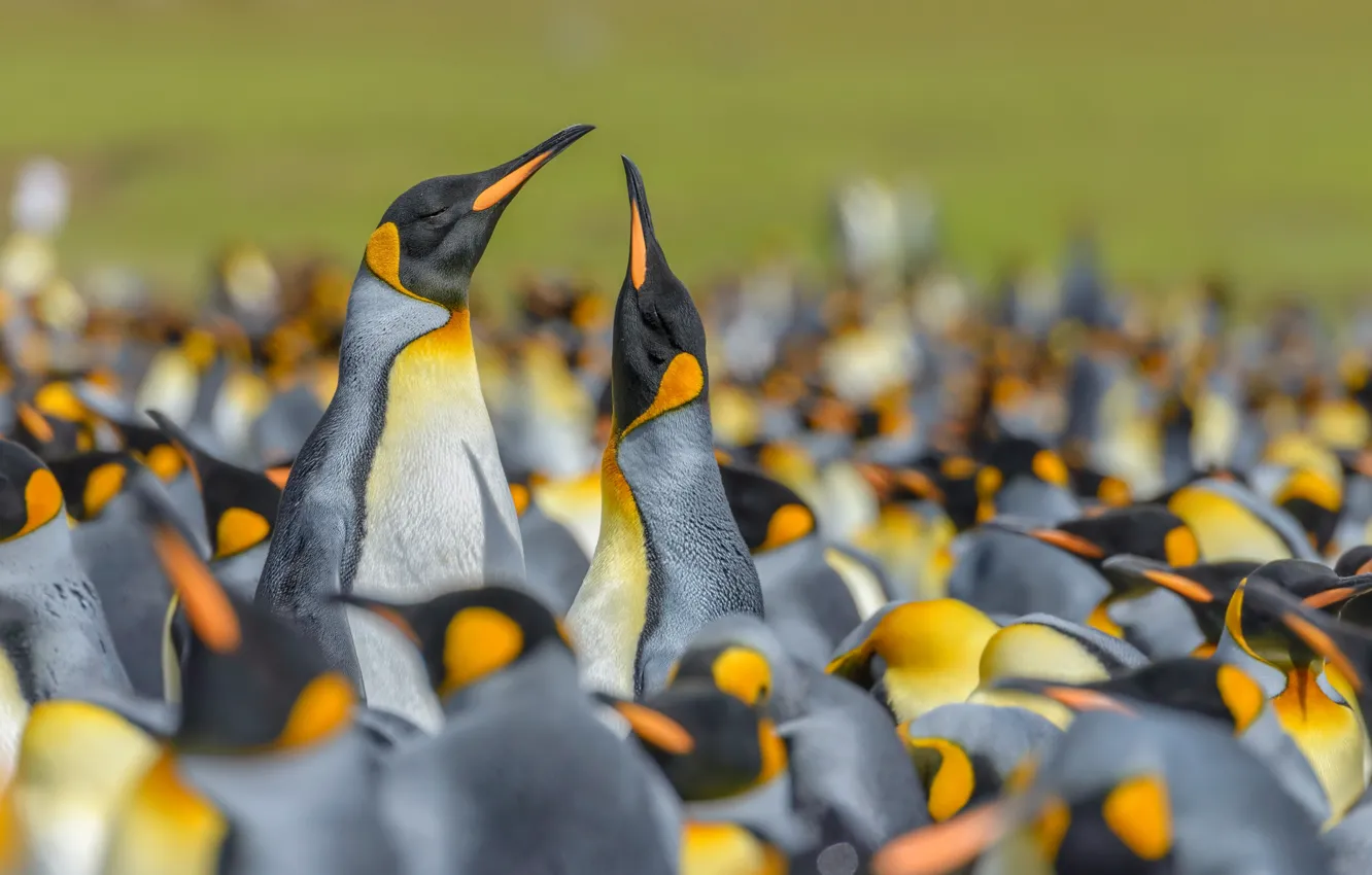 Photo wallpaper birds, penguins, bokeh, colony, Royal penguin