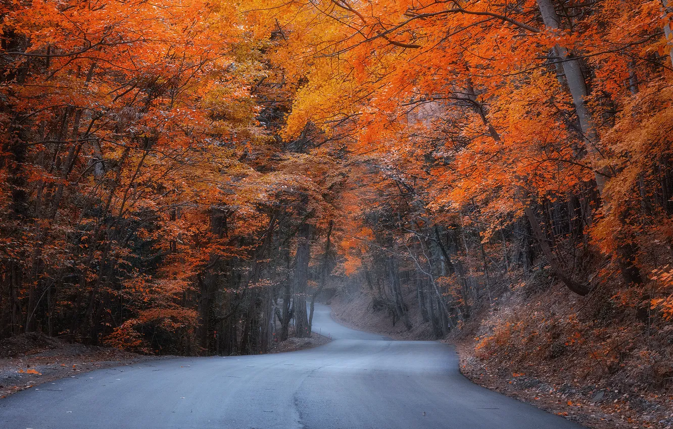 Photo wallpaper autumn, trees, track, autumn leaves, Kostenko Alexander, the road to Ai-Petri