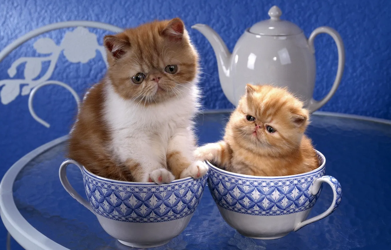 Photo wallpaper cat, cat, Cup, kitty