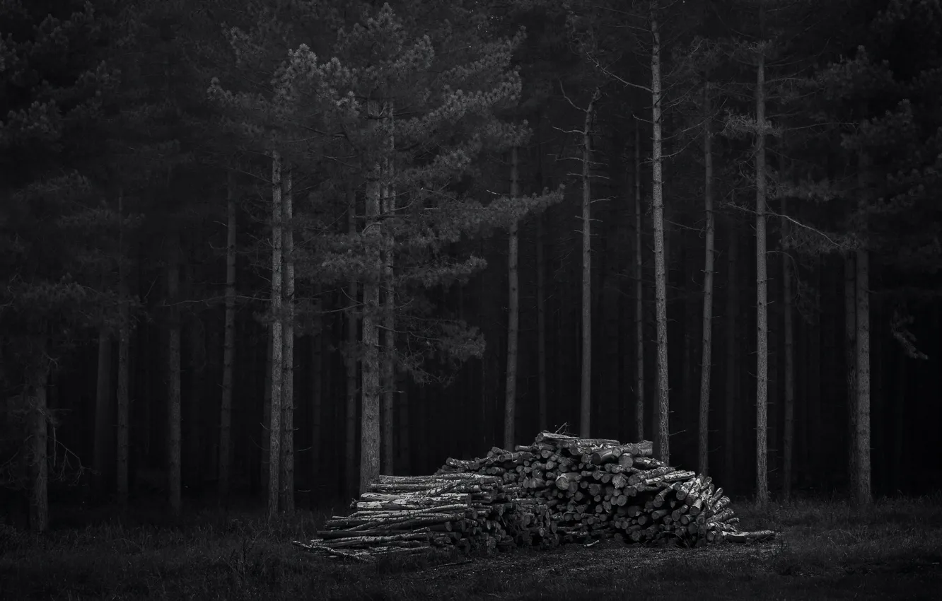 Photo wallpaper forest, trees, night, dark, wood