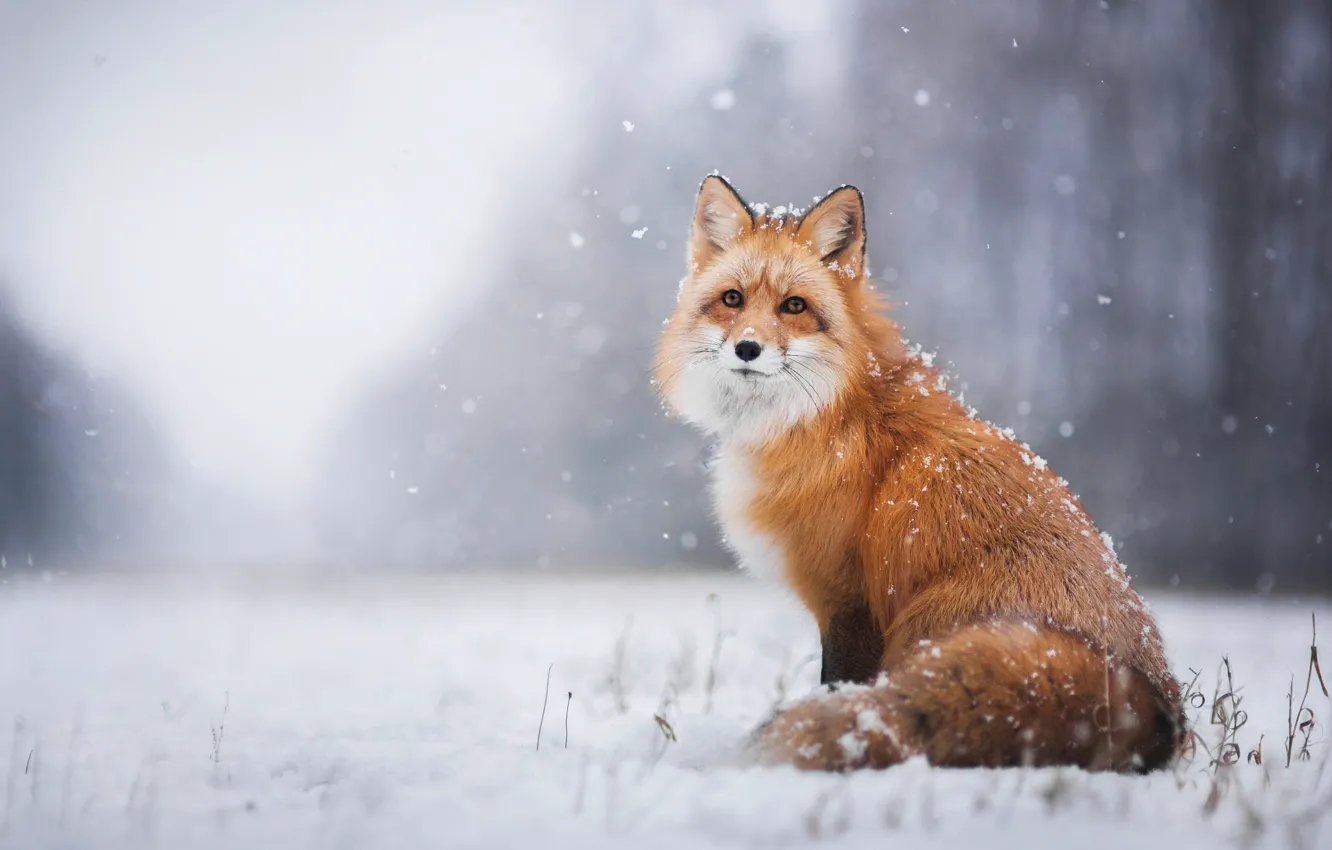 Photo wallpaper winter, snow, Fox, Fox