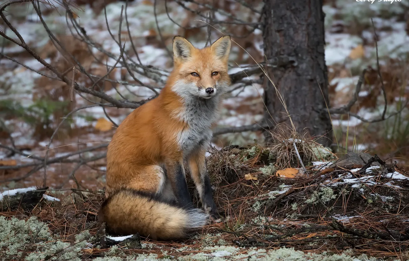 Photo wallpaper autumn, nature, Fox
