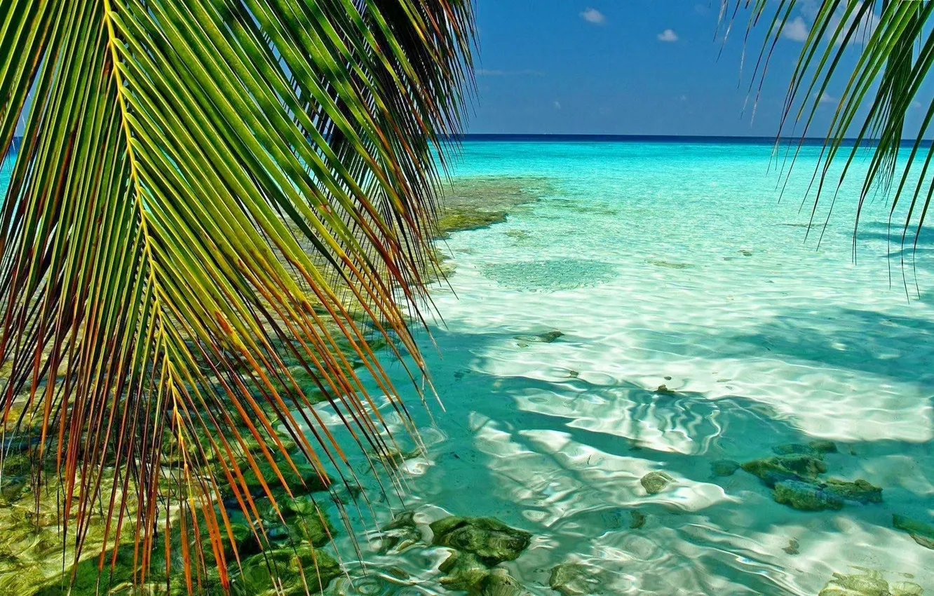 Photo wallpaper branches, tropics, palm trees, the ocean, Laguna, Maldives