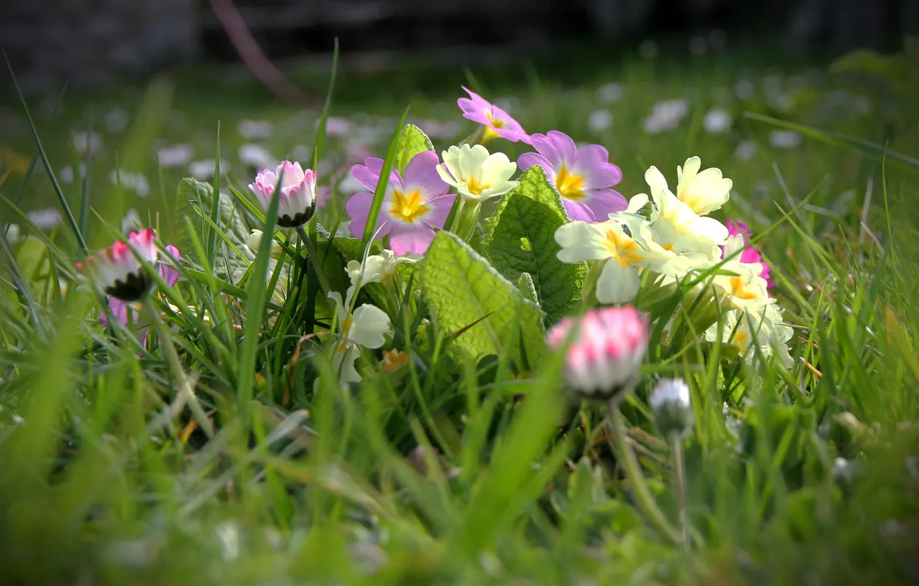 Photo wallpaper grass, blur, Daisy, Primula