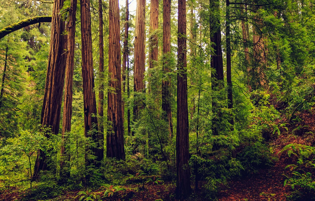 Photo wallpaper USA, Muir Woods National Park, Muir Woods National Park, Spring Mill Valley, Spring Mill Valley
