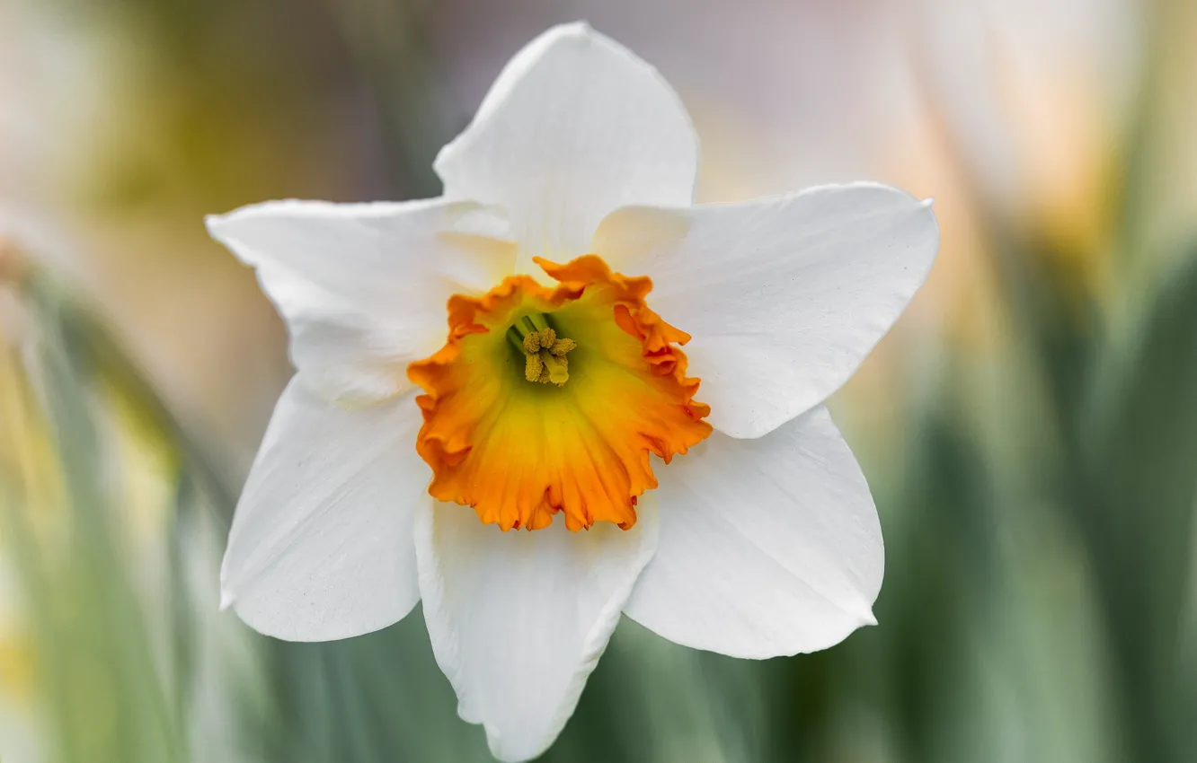 Photo wallpaper flower, petals, Narcissus
