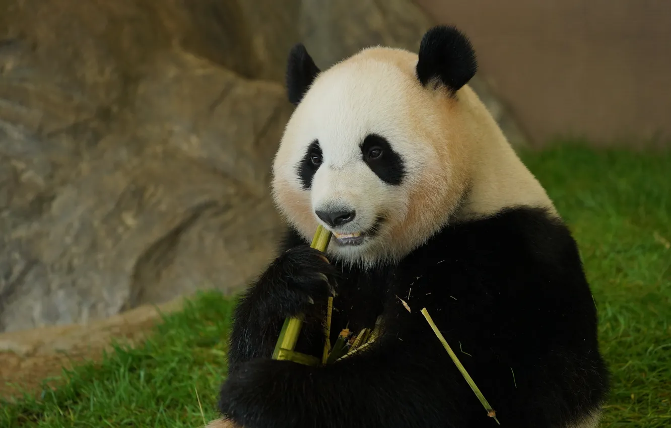 Photo wallpaper grass, face, stones, portrait, bamboo, bear, Panda, sitting