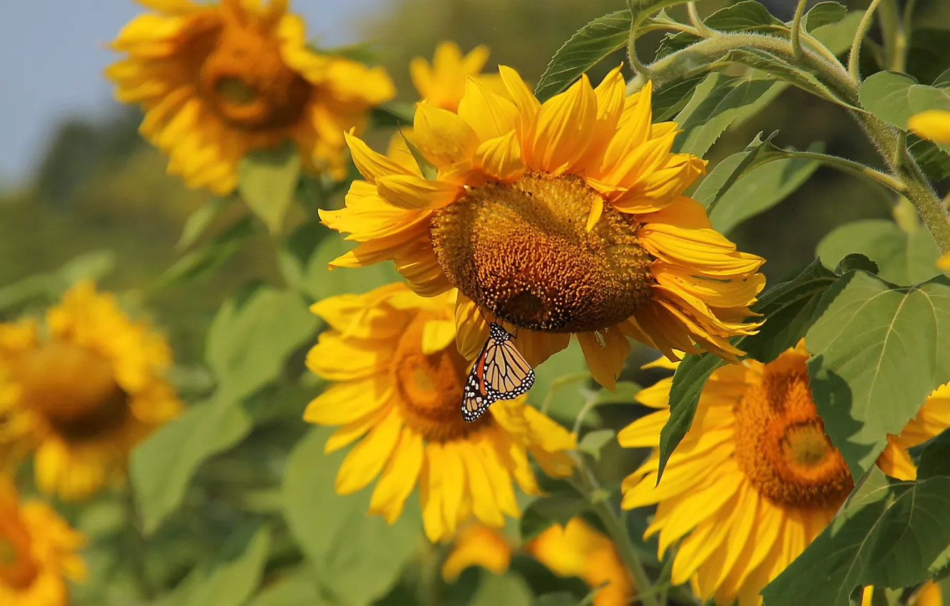 Photo wallpaper summer, sunflowers, butterfly