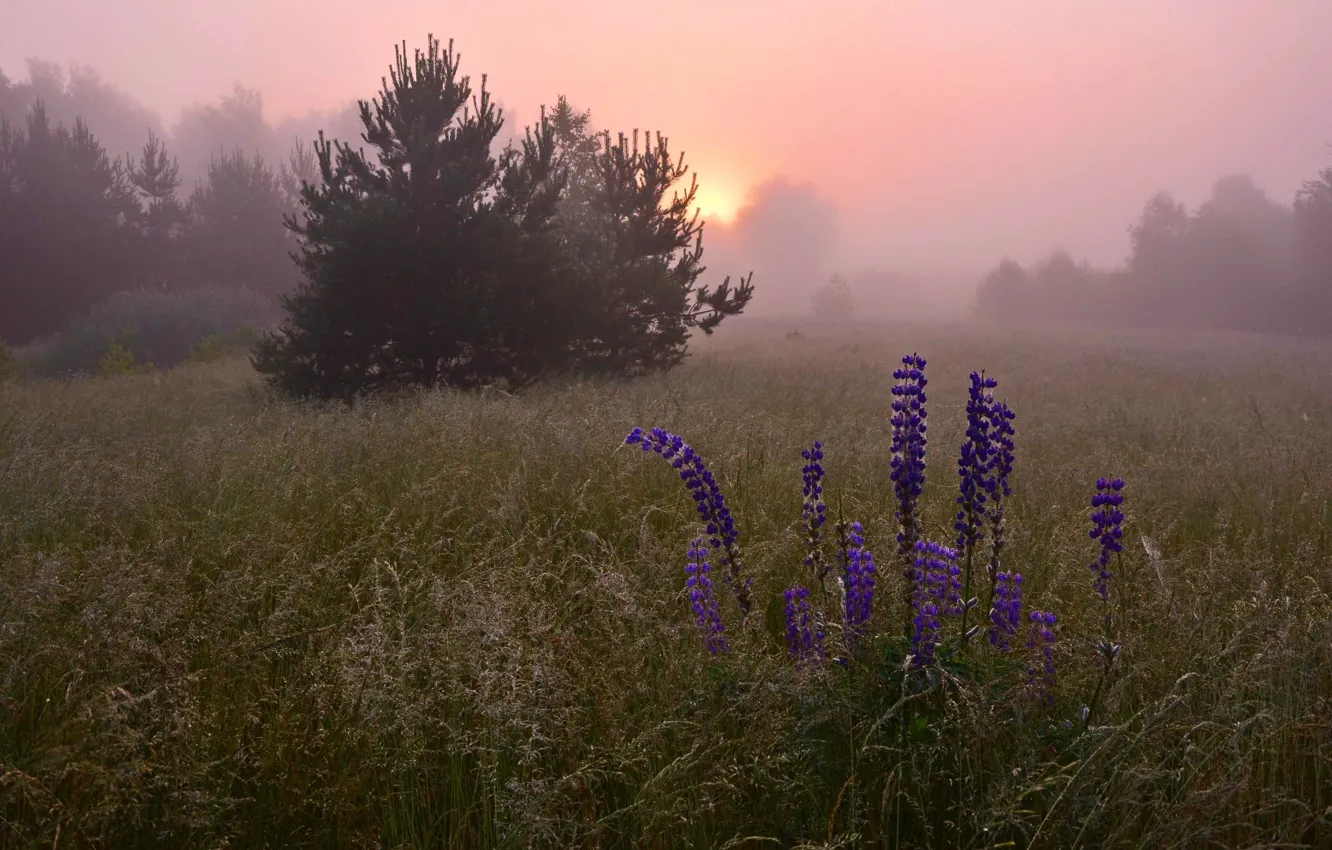 Photo wallpaper field, fog, morning, lupins