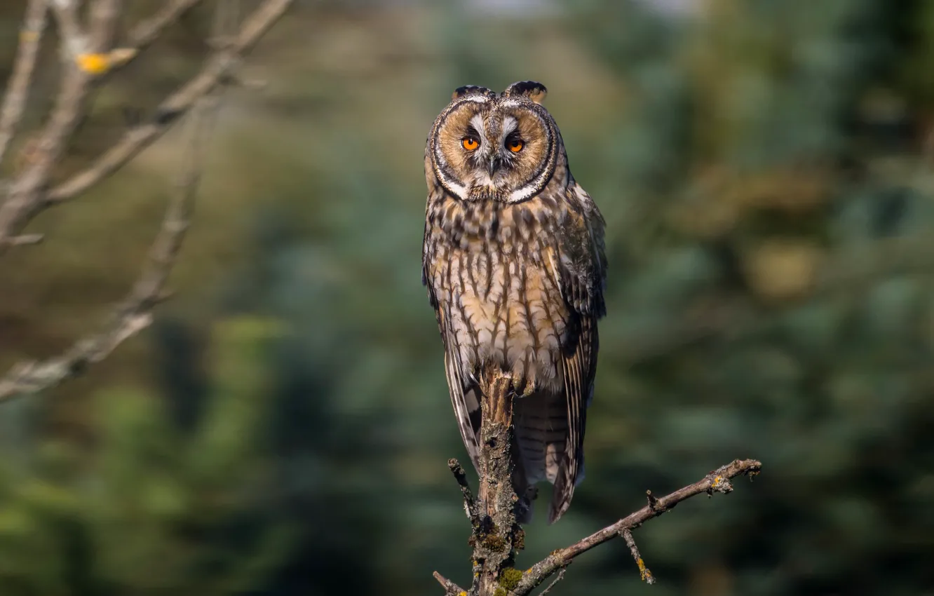 Photo wallpaper branches, owl, bird, bitches, owl