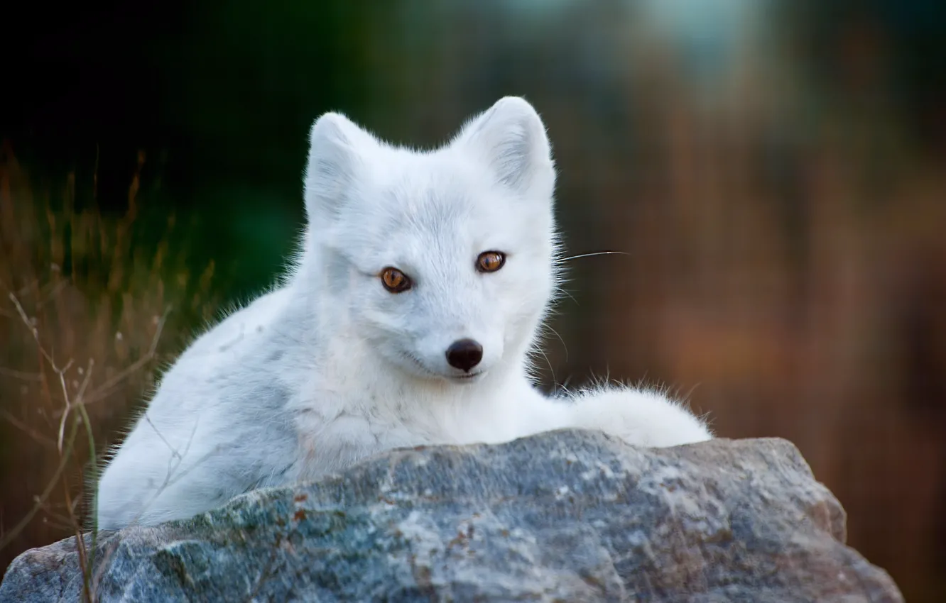 Photo wallpaper grass, stone, Fox, white, Fox, polar