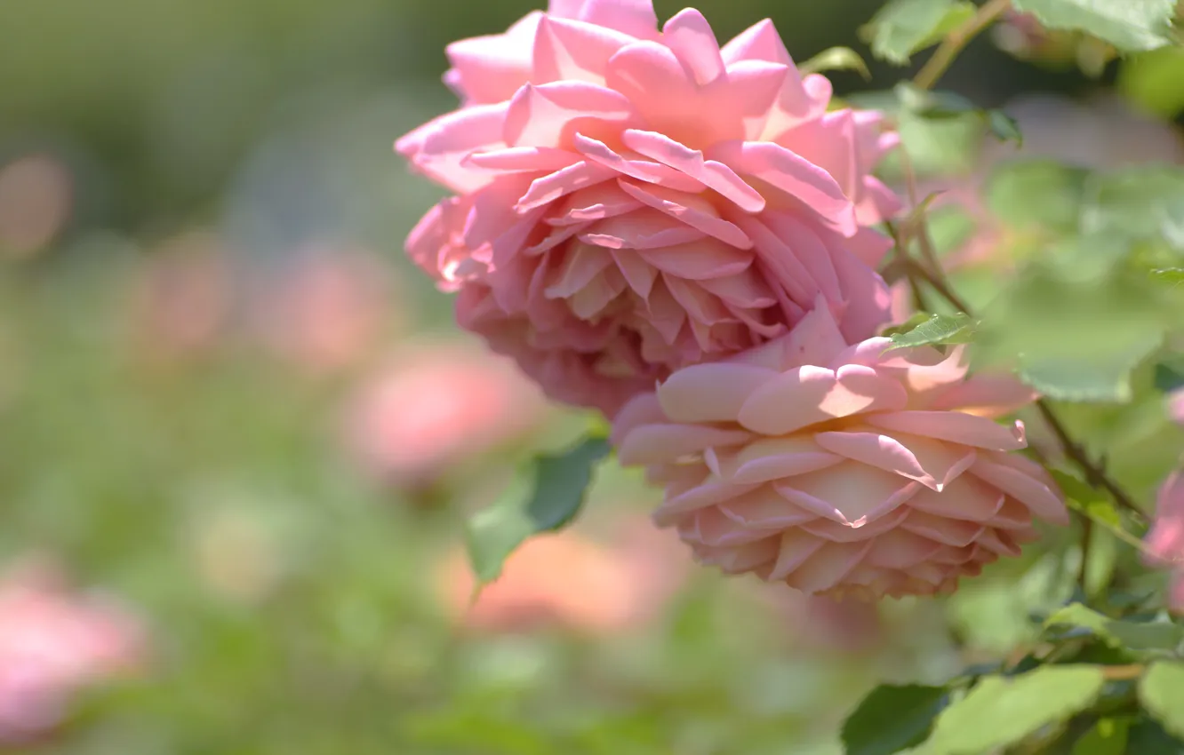 Photo wallpaper leaves, light, flowers, roses, garden, gentle, pink, bokeh