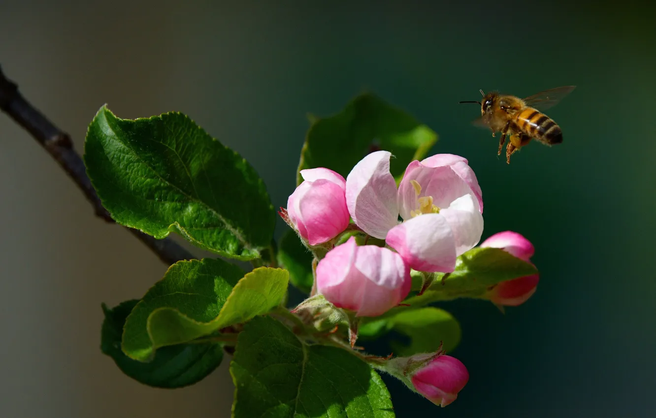 Photo wallpaper leaves, macro, light, flowers, branches, the dark background, bee, spring