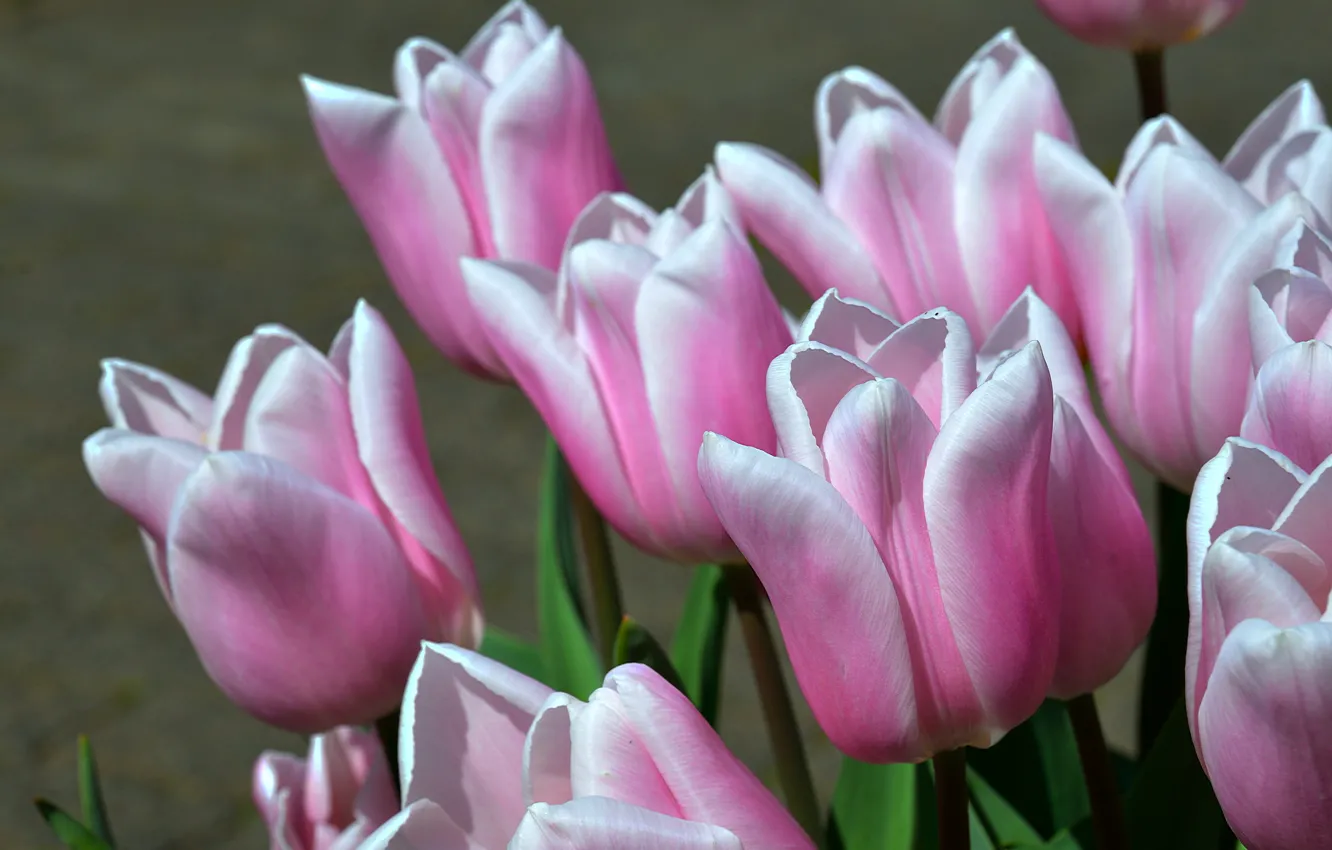 Photo wallpaper macro, tulips, buds