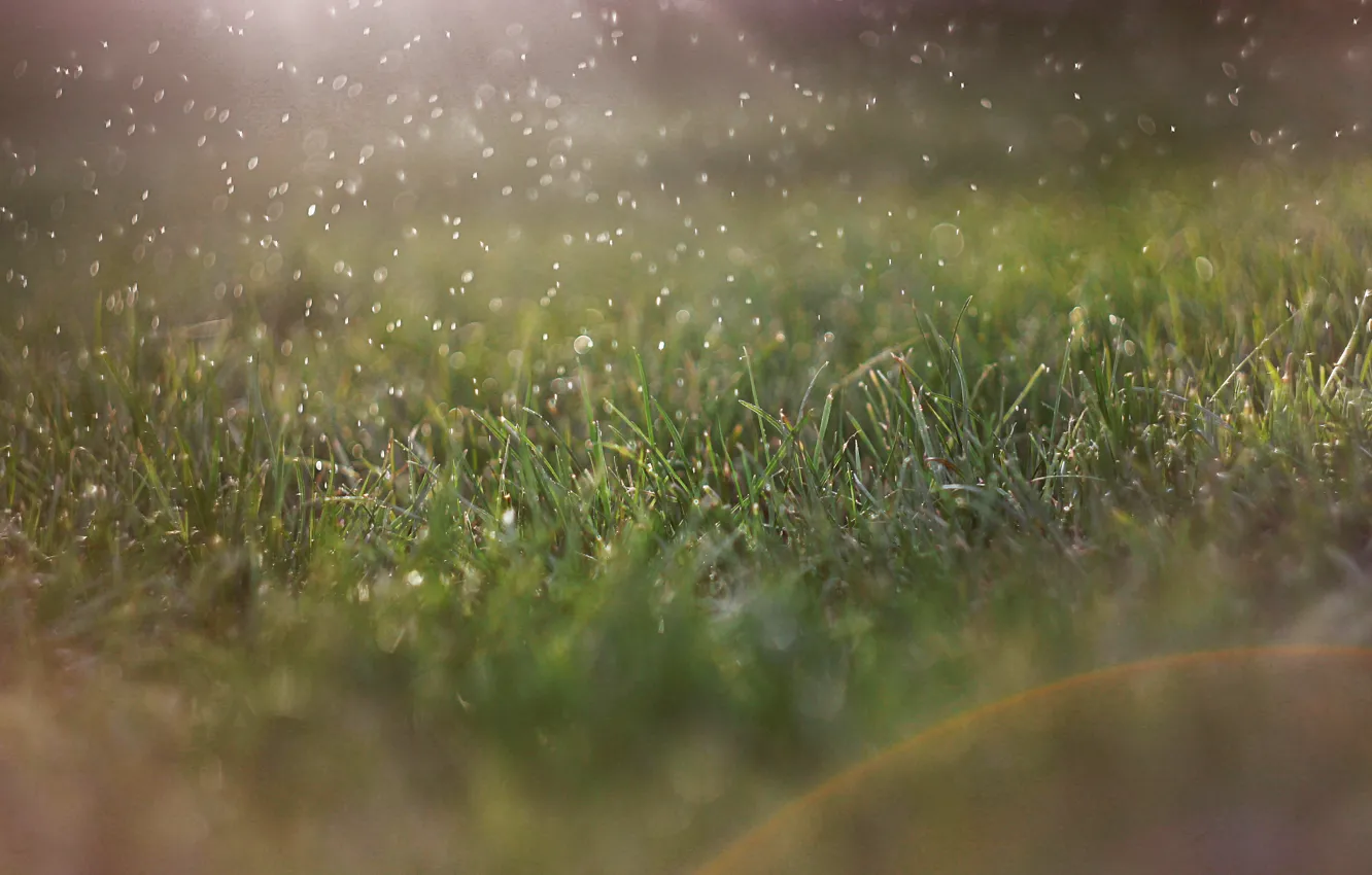 Photo wallpaper greens, grass, water, green, sun