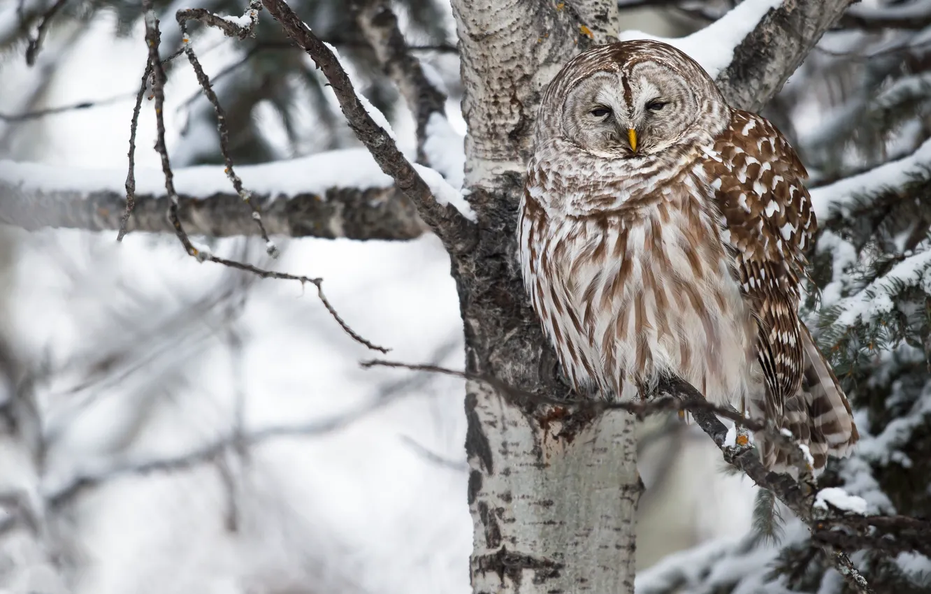 Photo wallpaper winter, forest, snow, trees, branches, owl, bird, owl